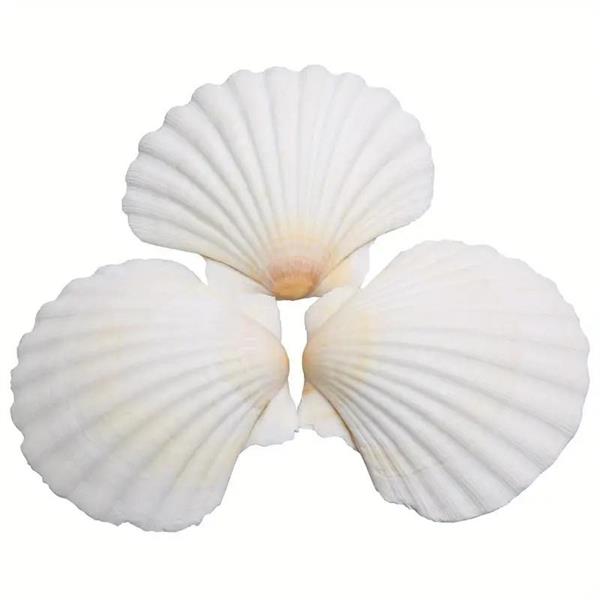 CONCHIGLIA PECTEN 1/2 MERIDIONALIS CM.10 BUSTA 1 KG.