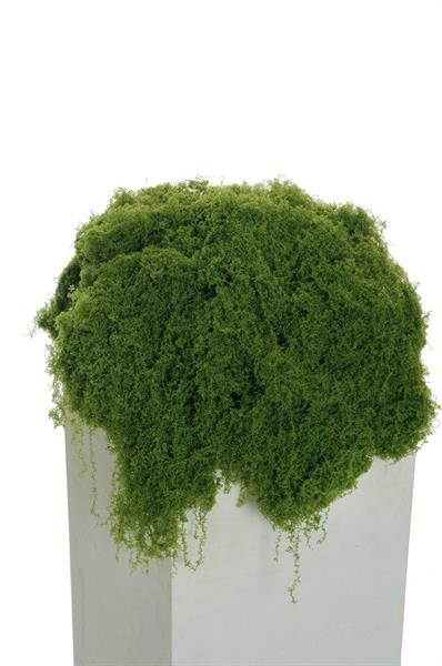 SOFT WOOLEN MOSS IN PLASTIC BAG, 300 GR. - GREEN