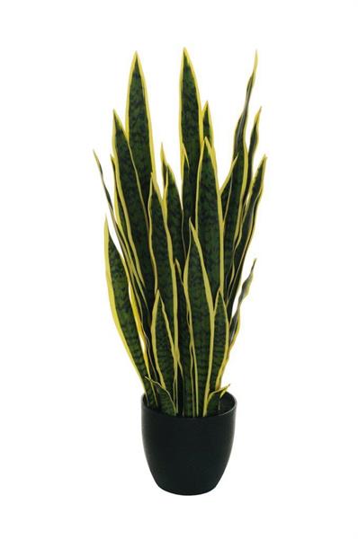 SANSEVIERIA PLANT(80-357885) W/33 REAL TO GREEN W/YELLOW EDGE